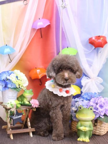 20230601きょうのちゃん